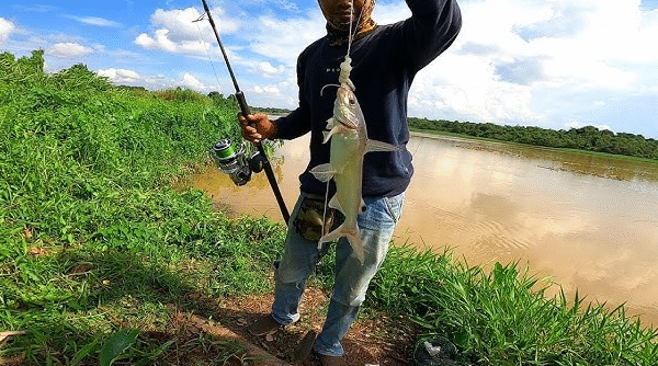 Rekomendasi Umpan dan Lokasi Mancing Ikan Baung: Persiapkan Energi untuk Menghadapi Tarikan Ikan tersebut